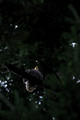 D300_68408
