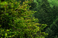 D300_96077