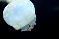 D300_64663