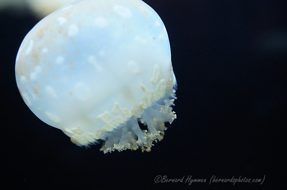 D300_64663