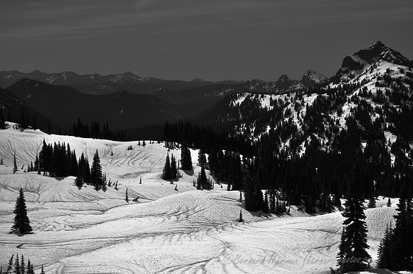 D300_88401