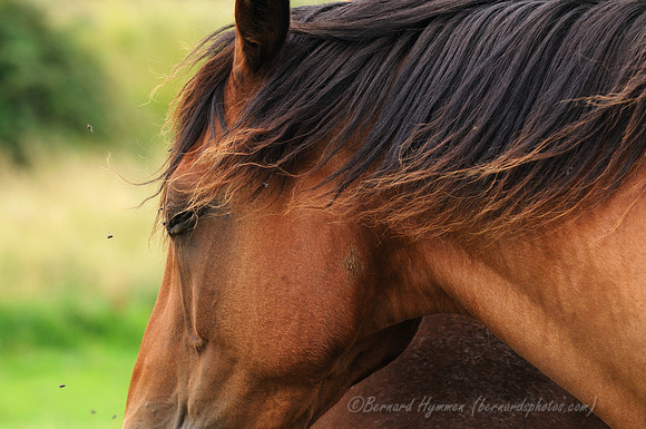 D300_99325