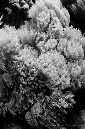 D300_64715