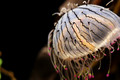 D300_64638