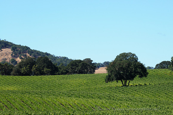 D300_56746