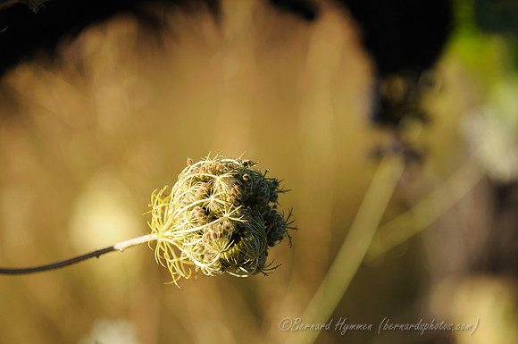 D300_56480