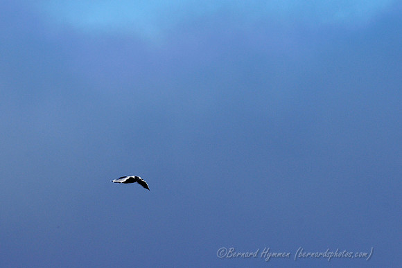 D300_89433