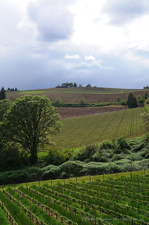 D300_63485