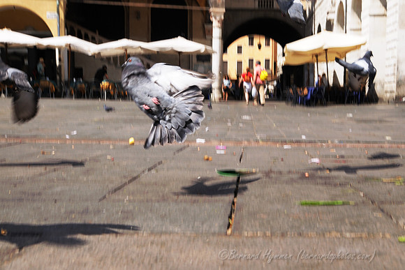 D300_47497.jpg