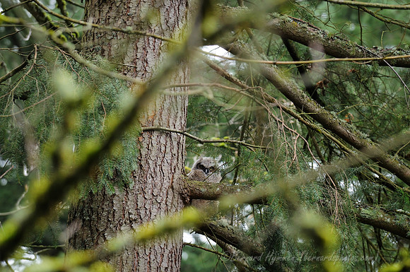 D300_62435