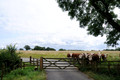 D300_99786