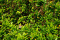 D300_47243.jpg