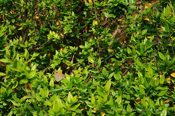 D300_47243.jpg
