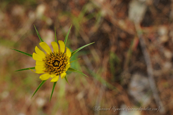 D300_72004