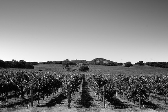 Welcome to the Alexander Valley #3