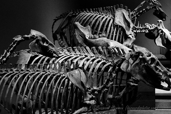 D300_64230