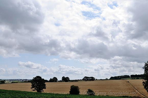 D300_99606