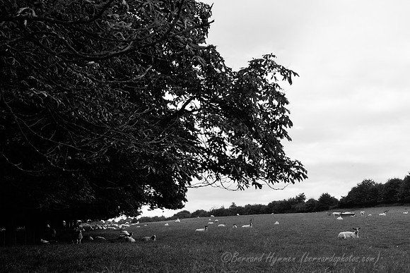 D300_99619