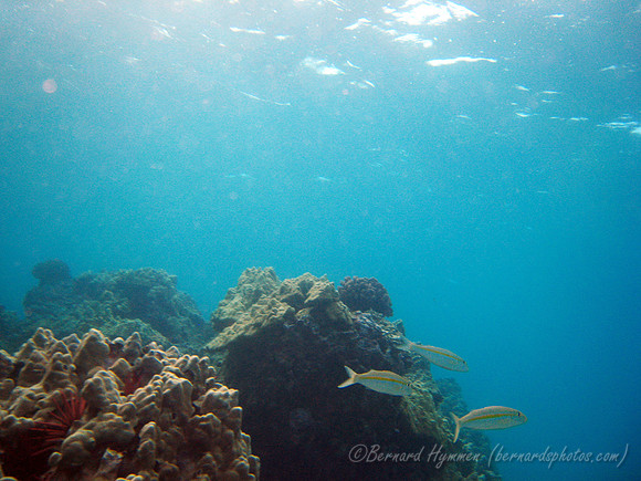 SD800_58239