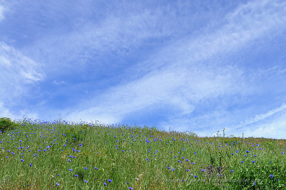 D300_96164