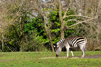 Woodland Park Zoo