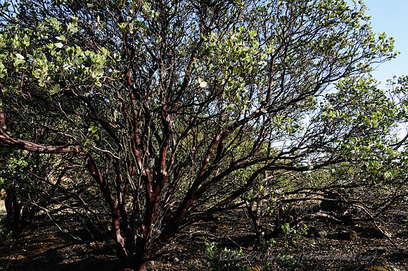 D300_32088
