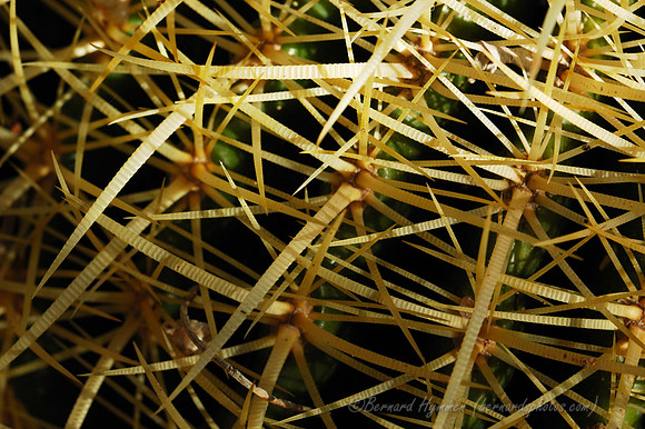 D70_27426