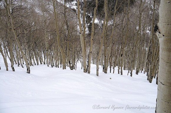 D300_119984