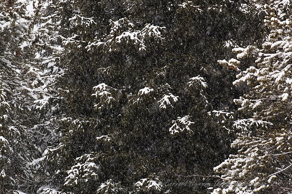 D70_21194