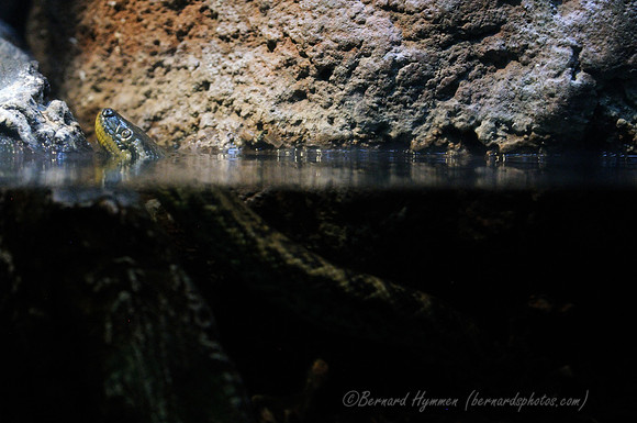 D300_98306