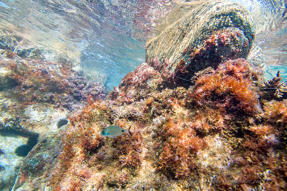 SL3_187920