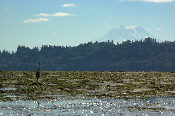 D70_23591