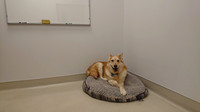 He Was a Good and Faithful Dog
