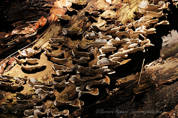 D300_82885