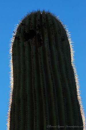 D70_27448