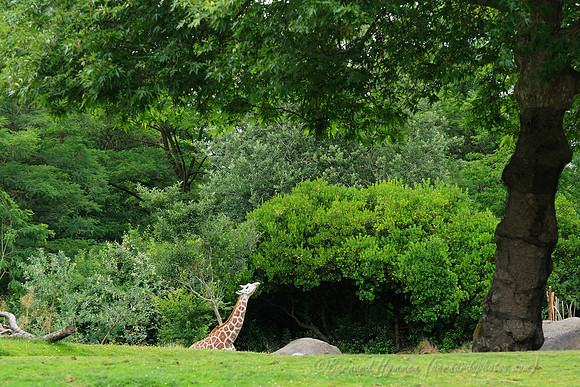 D300_98194