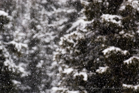 D70_21204