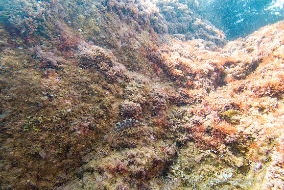 SL3_187867