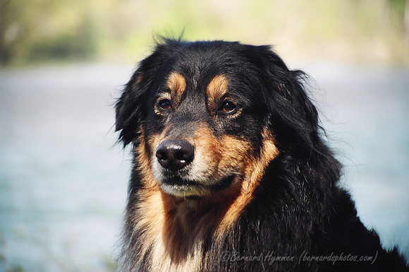 2004-04-10_Dogs_5