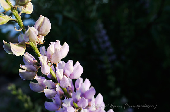 D300_65154
