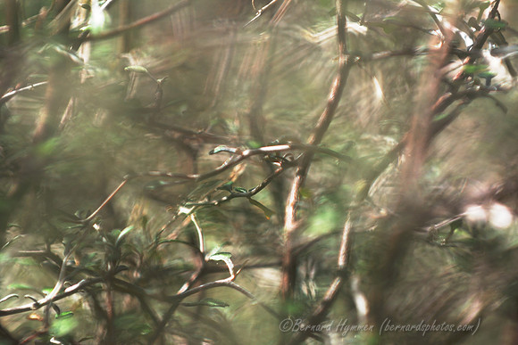 D300_98296