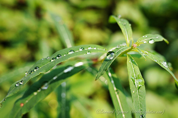 D300_146387