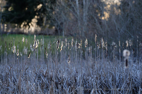 D300_83160