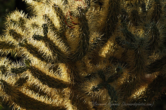 D70_27461