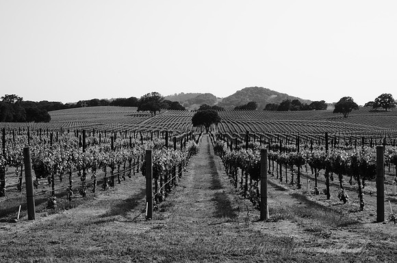 Welcome to the Alexander Valley #1