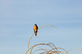 D300_59398