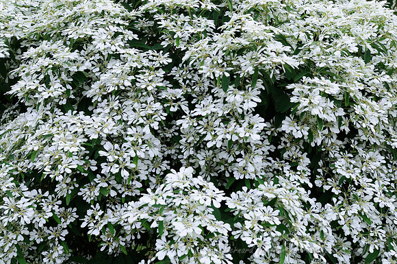 D300_124864