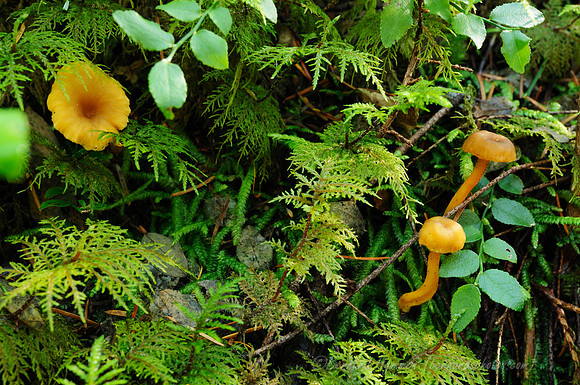 D300_57132
