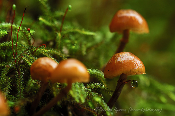 Dewy_Shroom-(D70_12355)