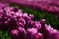 D70_15773